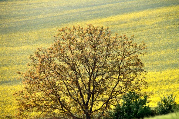 Arbre en fleur & champ de Colza doré
