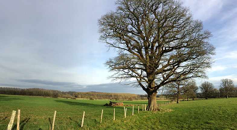 Grand Arbre sans feuille dans un Champs