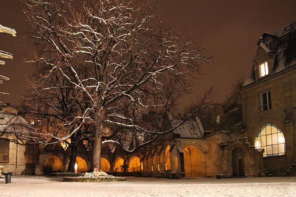 Grand Arbre du Cloitre St Sèverin sous la neige