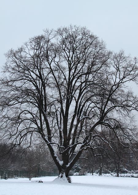 Arbre centenaire sous la neige