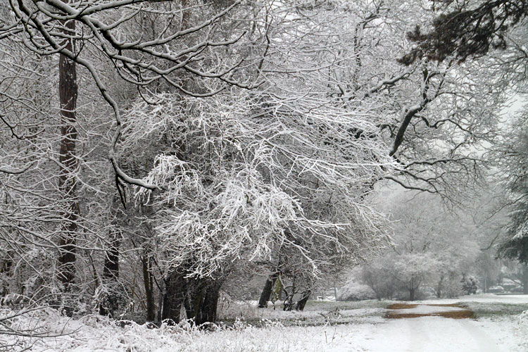 Arbres sous la neige