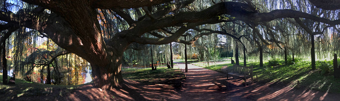 Le cèdre bleu pleureur de l'atlas à l'arboretum du parc de la Vallée-aux-Loups à Châtenay-Malabry
