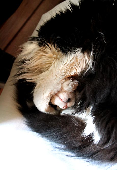 Chat pendant la sieste