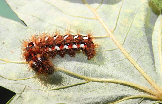 Chenille multicolore