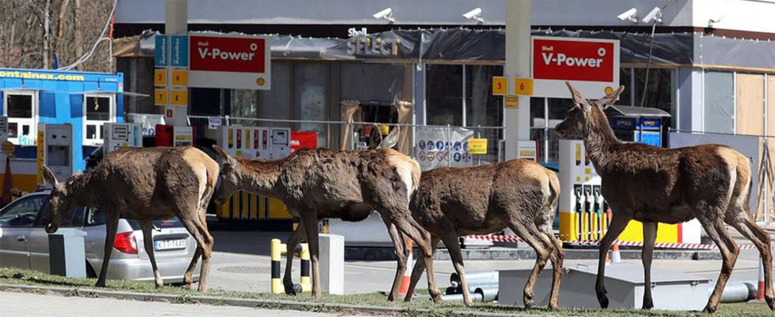 Chevreuils visitant une station-service