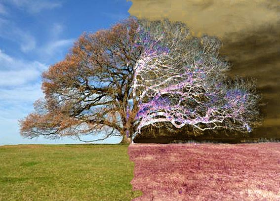 Grand Arbre du Cloitre St Sèverin sous la neige