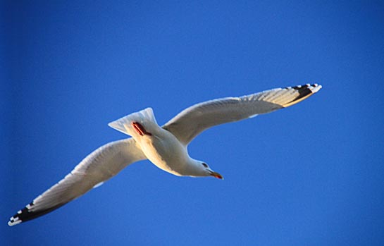 Mouette en vol plané