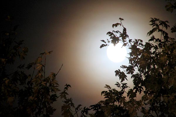 Mouette en vol plané