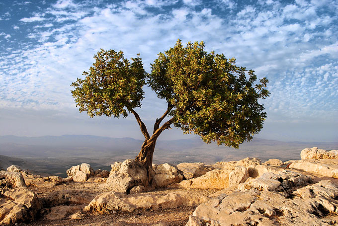Olivier poussant dans les rochers