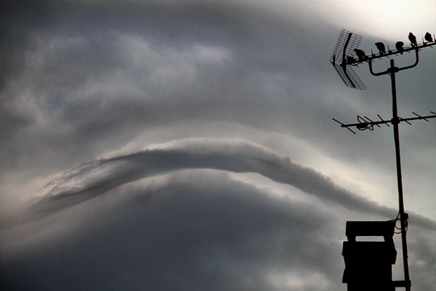 Corbeaux attendant l'orage