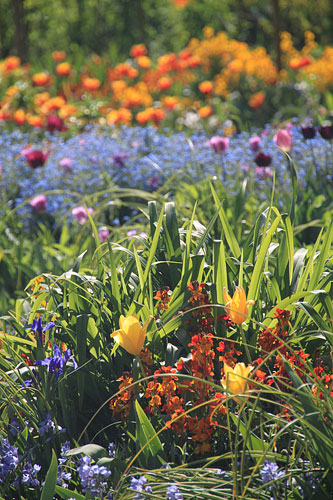 Parterre de Fleurs