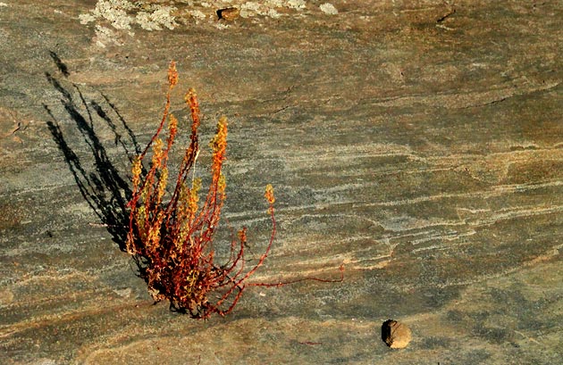 Plante poussant sur un rocher