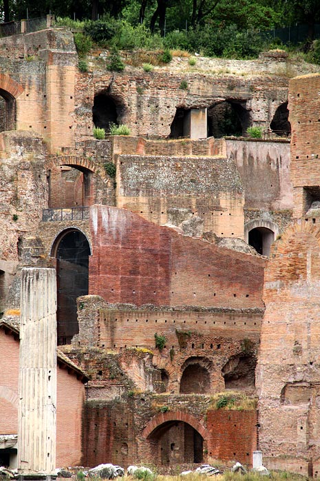 Mouette en vol plané