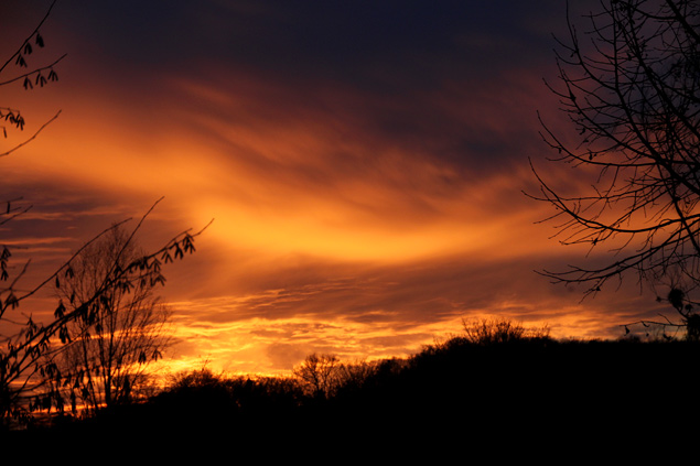 Coucher de Soleil orange dans les arbres