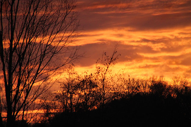 Coucher de soleil flamboyant dans les arbres