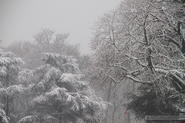 Arbres sous la neige