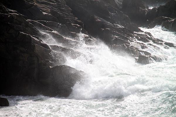Mouette en vol plané